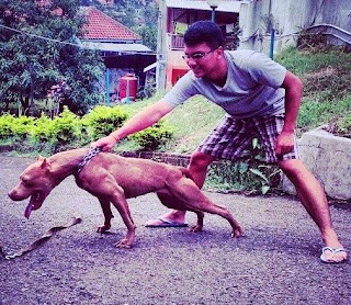 Manfaat Kupir Pada Anjing