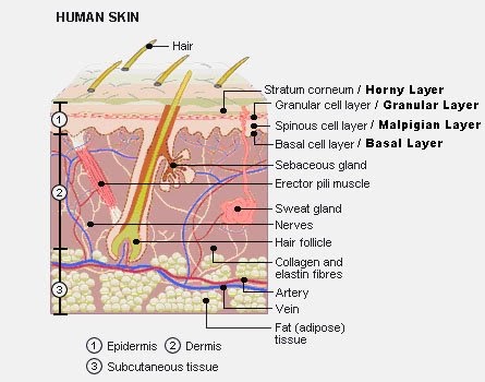 Labelled Pictures Of Human Skin / Given Below Is Vertical Section Of Human Skin Name The Parts ...