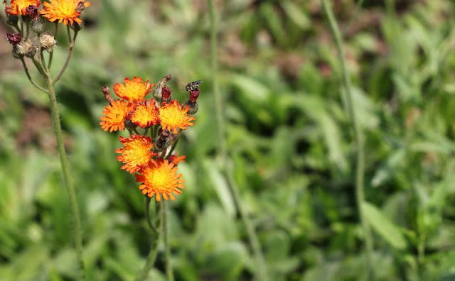 Hieracium Aurantiacum Flowers Pictures