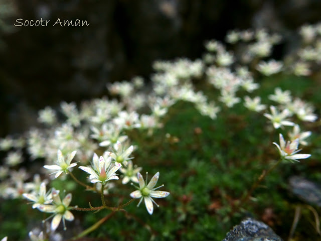 Saxifraga bronchialis