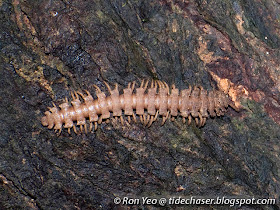 Tractor Millipede