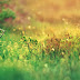 Nature blured background HD 1920x1080p