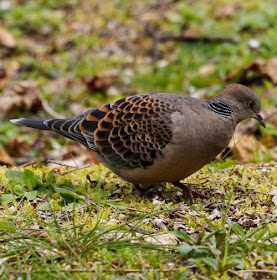 Oriental turtle dove - Streptopelia orientalis