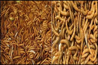 mealworm