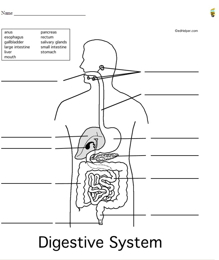 digestive system diagram. Life Science Digestive System