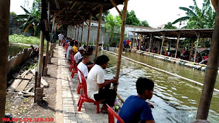 umpan ikan mas galatama anti zonk