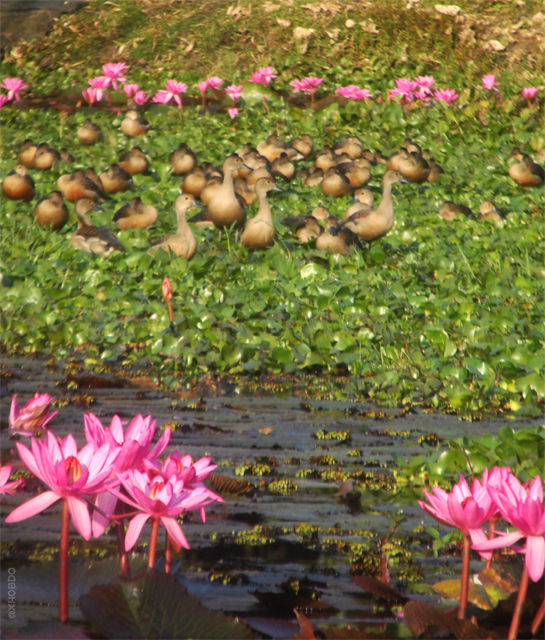 Lesser whistling duck's at Koya Kujia Eco Tourism Park, Abhayapuri