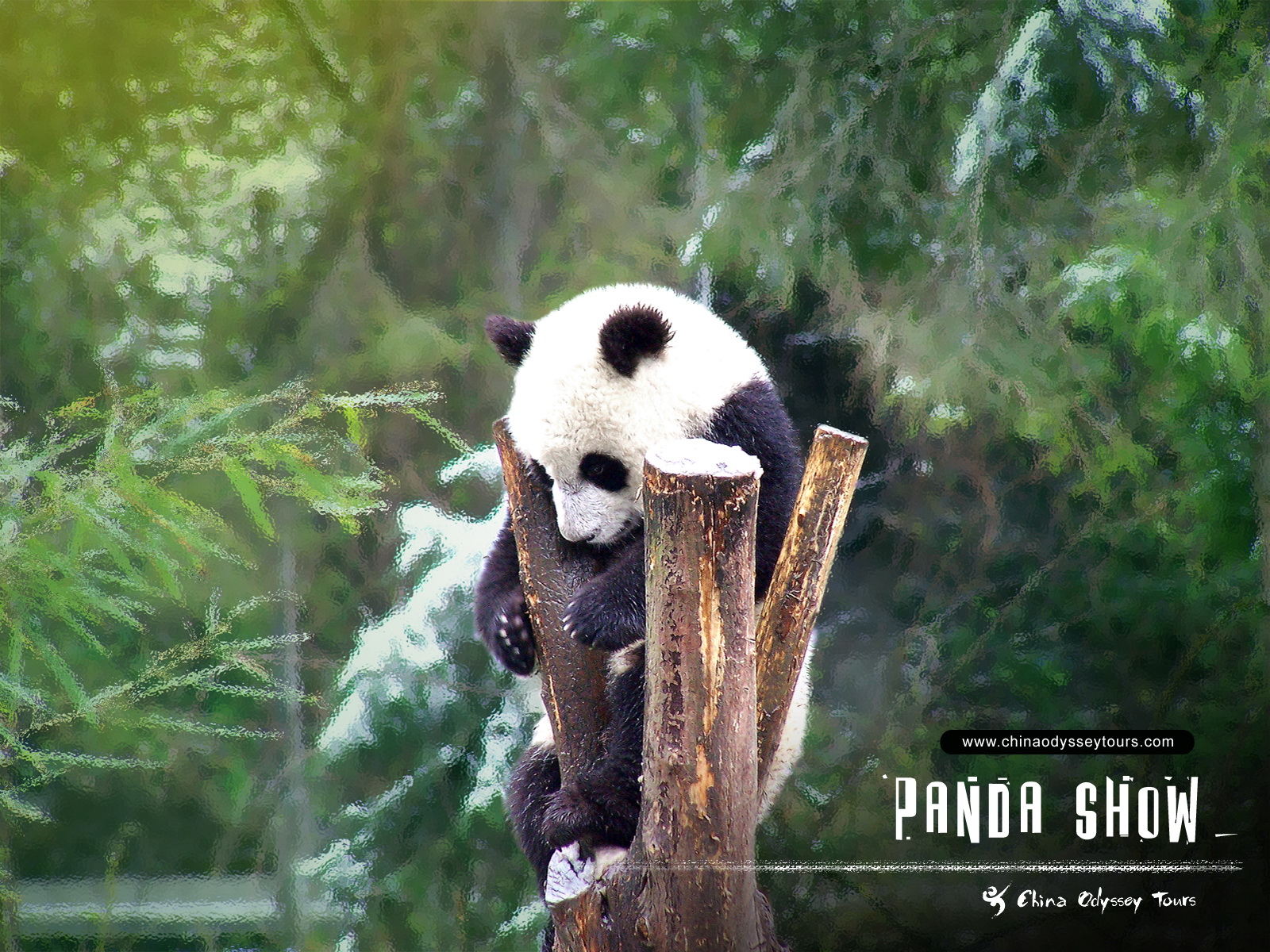 download panda bear wallpaper - www.high-definition-wallpaper.com