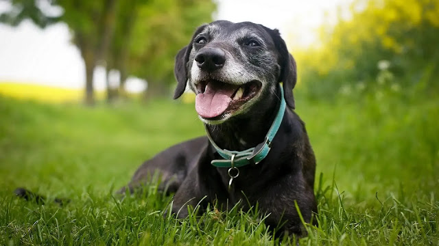 Happy Dog Sign