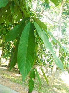 Kukul Kakul Amherstia nobilis Leaves