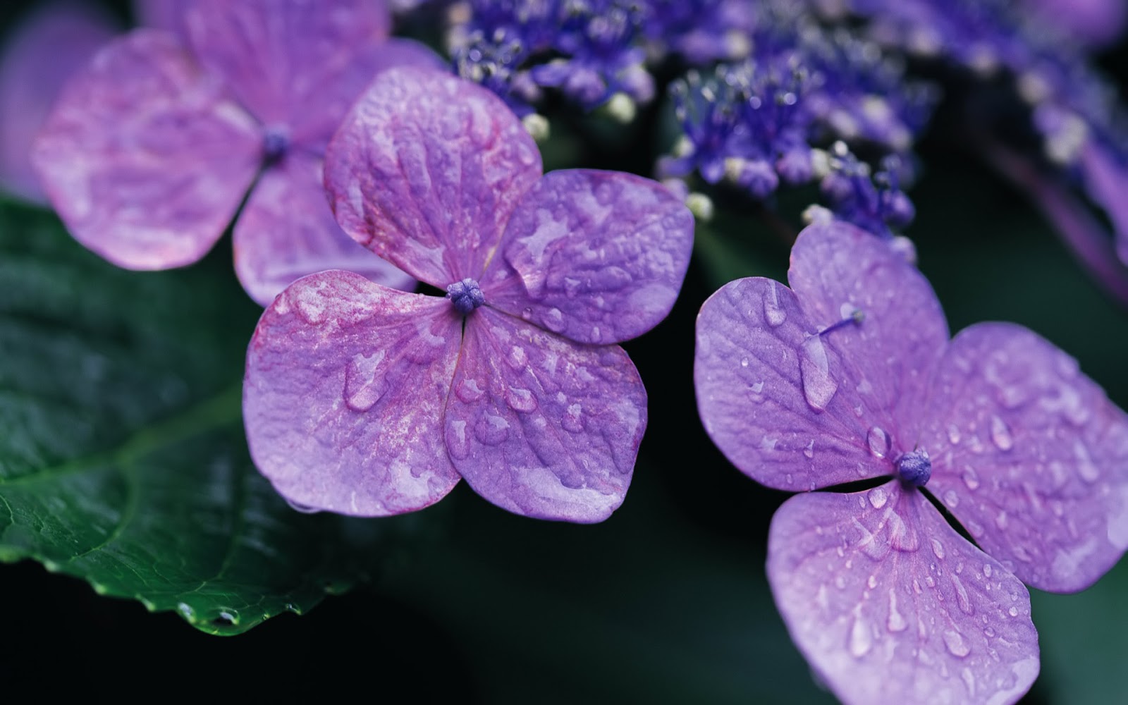 花語 每月的誕生花 七月誕生花 紫陽花hydrangea 一