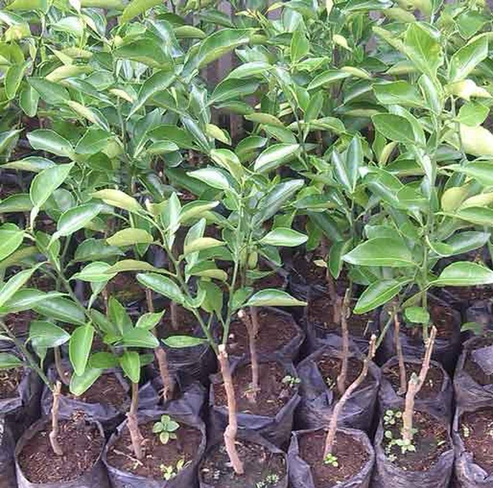 jual bibit jeruk dekopon brbuah jenis tanaman unggul Banten