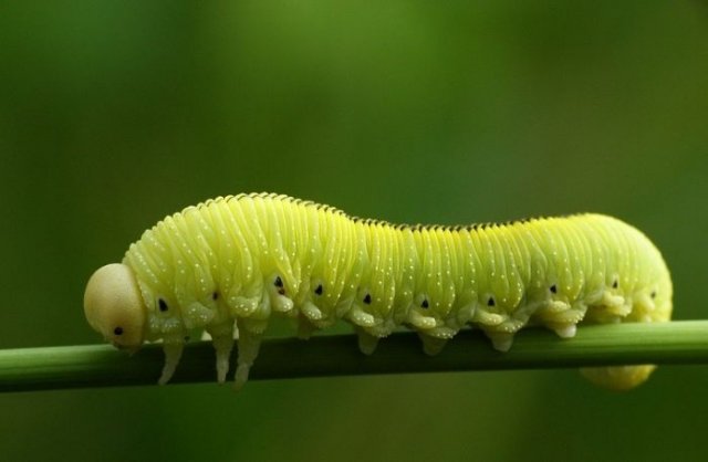 Amazing High Quality Photos Of Insects Seen On www.coolpicturegallery.us