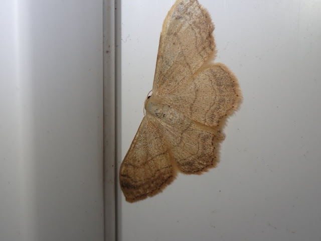 Idaea deversaria