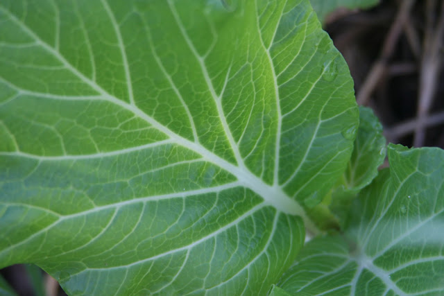 Pak Choy grows well in my tropical organic garden. However, it does best in the wet season.