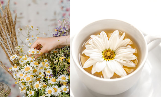 Chamomile Tea Recipe, Camomile Tea Recipe, manzanilla tea recipe, herbal tea, herbal tea recipes, tea, tea recipes, Starbucks, foods, food recipes