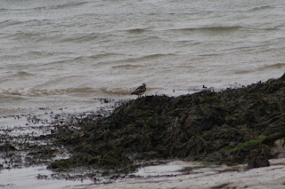 Turnstone