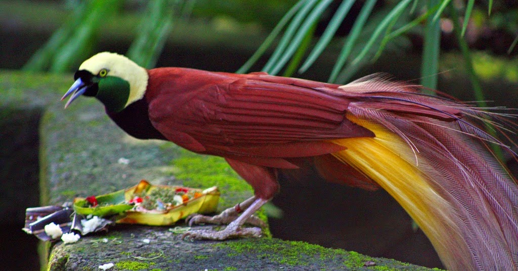 Pepaya: Makanan Burung Cendrawasih Sebagai Penguat Warna