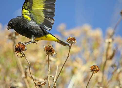 South American birds - Image of Black siskin - Spinus atratus