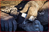 dirtiest man living; world's dirtiest man living;80 years; amou haji