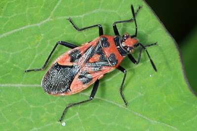 Cinnamon Bug (Corizus hyoscyami)