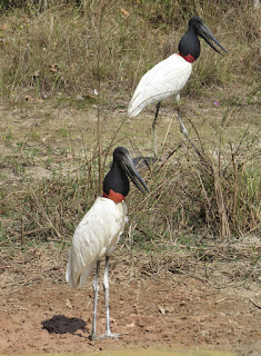 Jabiru