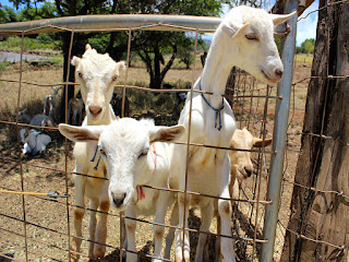  Goat farm luxury tour