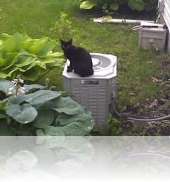 Mijo's perch.