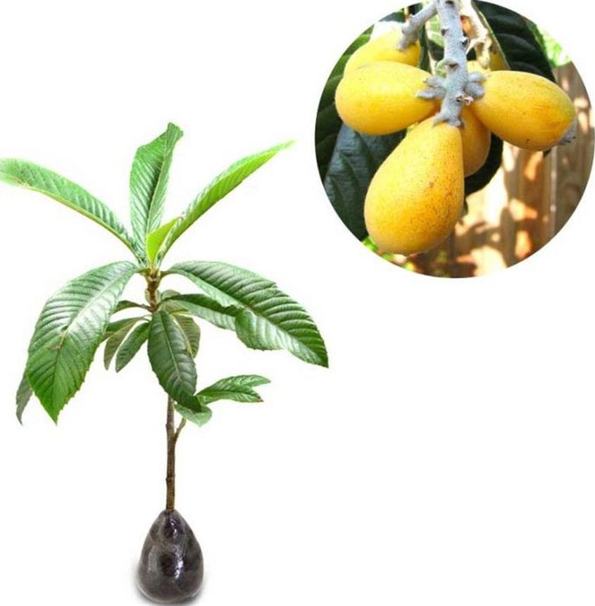 bibit tanaman buah laquat plum 60cm Aceh