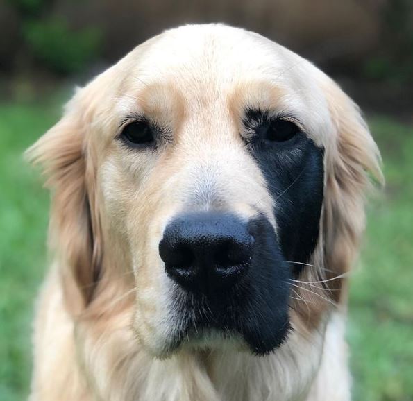 Perro nació con marca en la cara