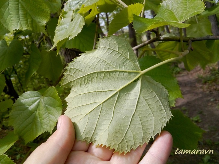 Липа маньчжурская (Tilia mandshurica)