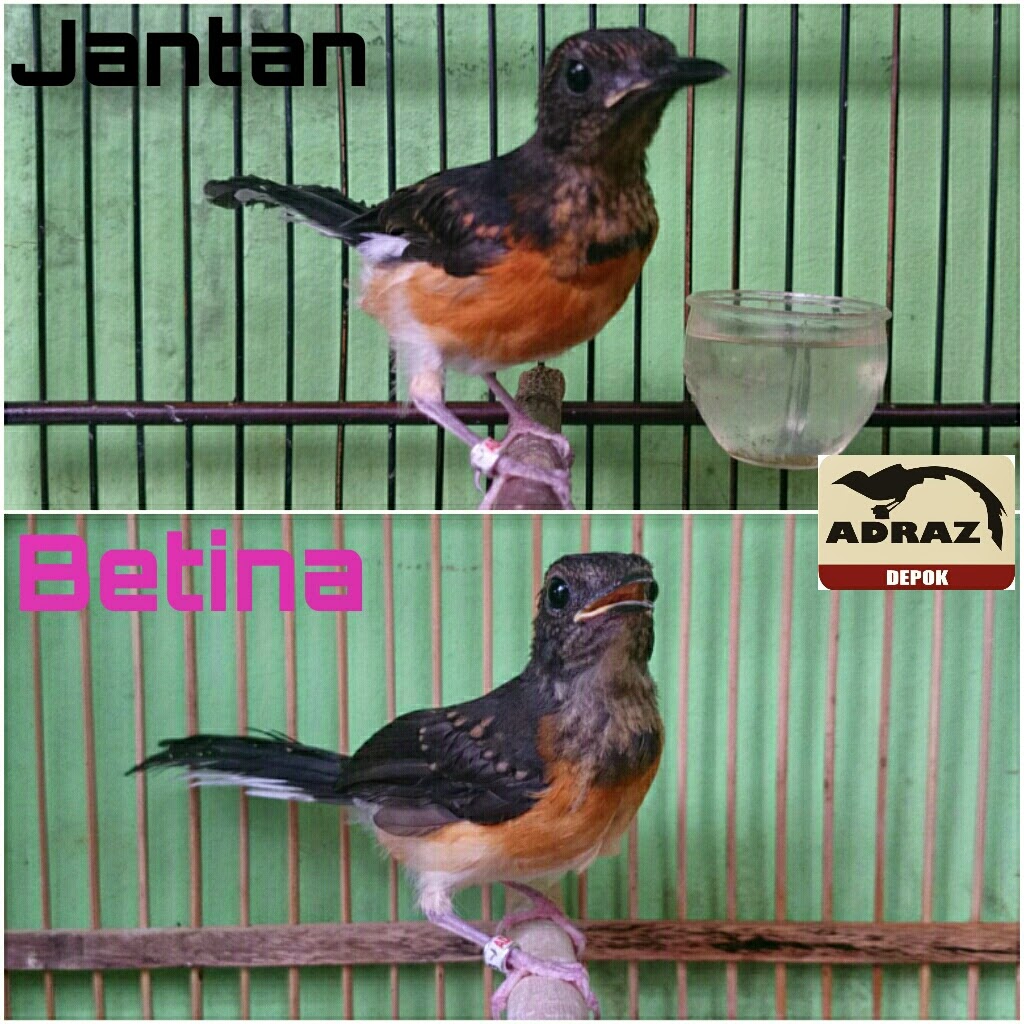 Burung Murai Batu - Cara Membedakan Burung Murai Batu Jantan Bakalan dan Burung Murai Batu ...