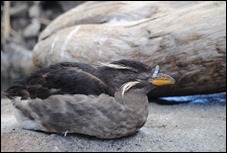 2013_08_Alaska 785