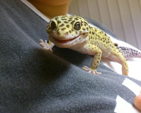 smiling gecko, funny animal pictures, animal pics