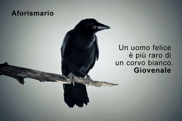 pic Vivi E Lascia Vivere Proverbio aforismi frasi e proverbi sui corvi