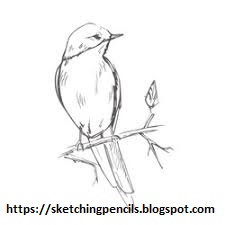 Pencil Drawing Images
