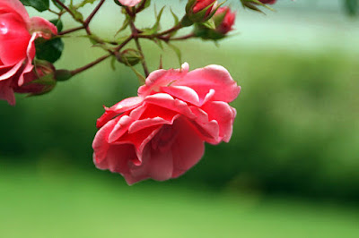 Seperti yang kita ketahui bahwa bunga mawar memiliki daya tarik yang luar biasa Membudidaya Bunga Mawar Dengan Cara Stek Batang