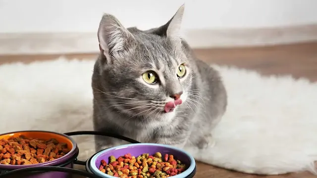 Abound Cat Food