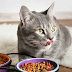 Abound Cat Food and its benefits