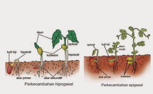 2 Tipe Perkecambahan Benih Menurut Letak Kotiledon