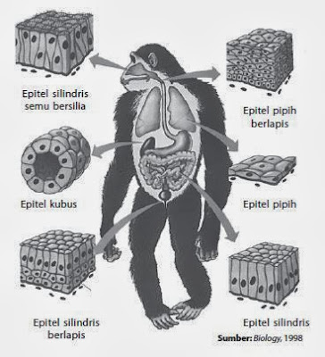 Penjelasan Tentang Jaringan Epitel | Biologi Indonesia