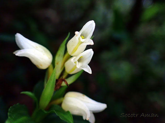 Goodyera foliosa