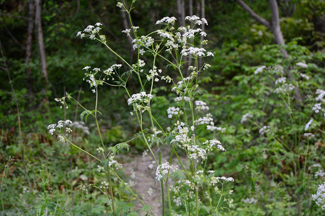 Anthriscus sylvestris