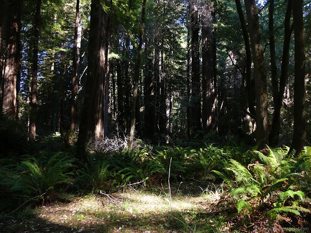 your own private redwood grove