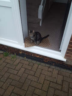 Mario, a cat actually sat on a mat