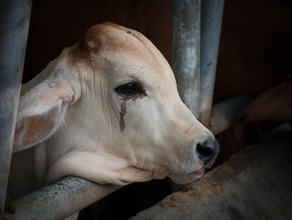 Calf Crying While Waiting to Be Slaughtered