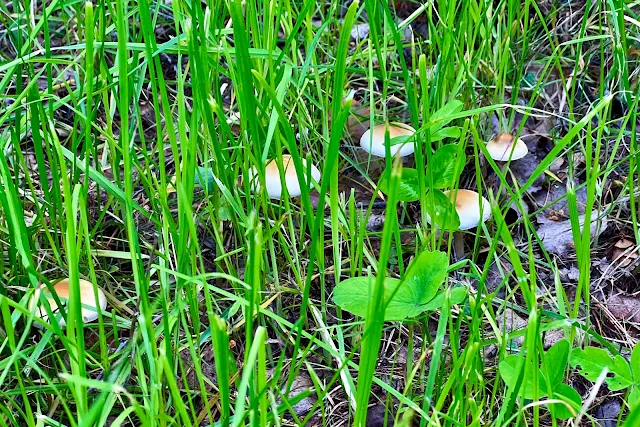 парк Малевича, грибы