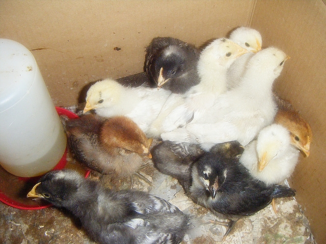 pictures of baby chicks