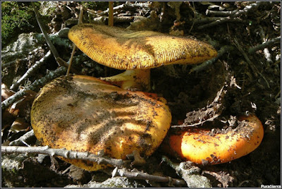 Amanita caesarea en terreno arenoso