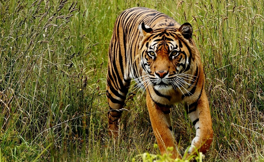 7 Arti Mimpi Harimau: Melihat, Dikejar-kejar, Jinak ...